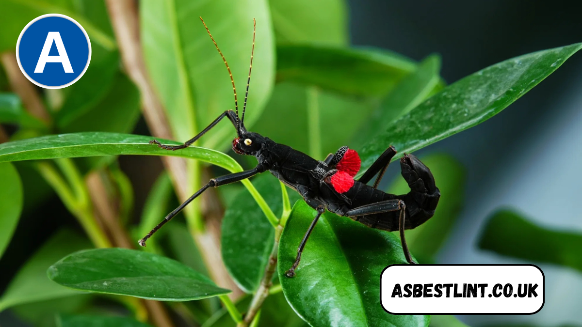 Black Beauty Stick Insect